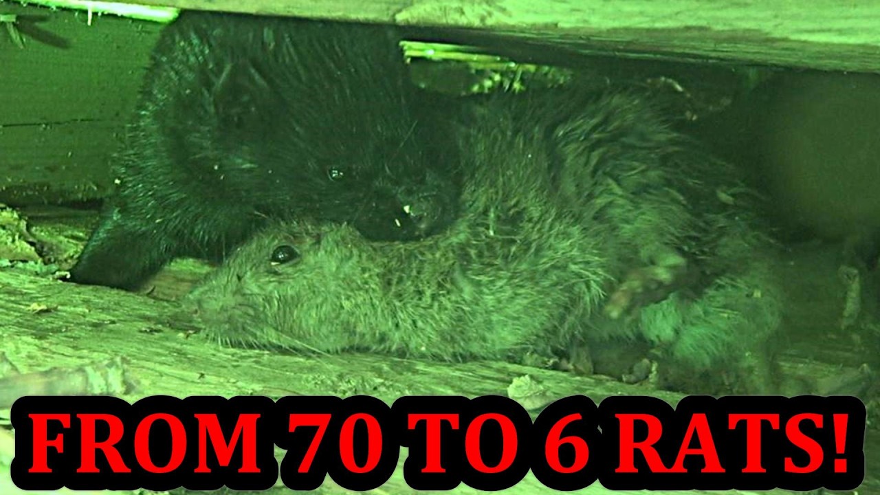 Mink and Pit Bulls: Exterminate 70 Rats Down to 6!!!