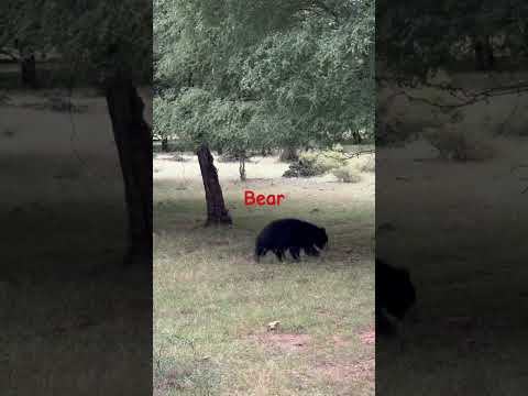 Bear in Ranthambore National Park