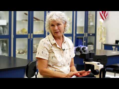 Essential Equipment in Biology - D. Stereoscopic Dissecting Microscope