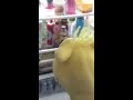 The Adventures Of Jeffrey And His Friends Short Jeff Goes To The Kitchen
