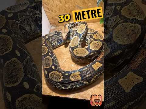 Dev yılanı kedi niyetine sahiplenmiş 😂