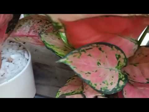 Hướng dẫn chăm sóc cây Vạn Lộc ra hoa bền đẹp đơn giản