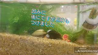 黒川狩猟団 はだる シジミとお魚の時間