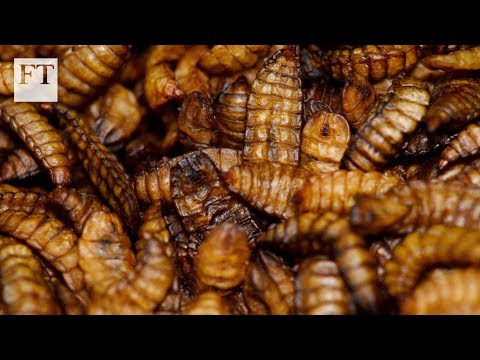 Bug appétit! How insect farms and tech fight food waste