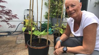 Growing Runner Beans in Pots III: Building a support framework for your beans in pots