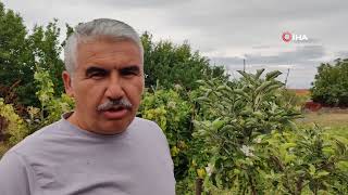 Yozgat’ta meyvesi olan elma ağacı tekrar çiçek açtı
