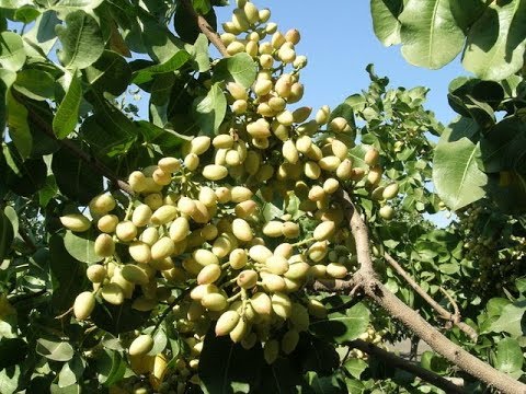 New Early ‘Gumdrop’ Pistachio Variety is Finally Here