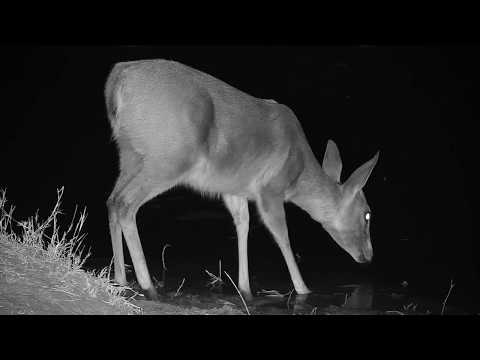 Djuma: Duiker - 22:26 -  07/21/19