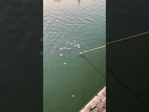 Столько рыбы на гнилой арбуз! 🍉🐟😱