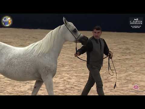 N 102 WADAD ZAMANI   39th All Nations Cup   Aachen   Mares 11+ Years Old Class 9