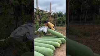 o maior pepino do mundo