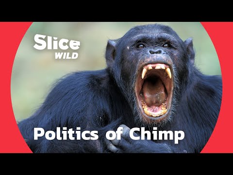 Coalition, bribery and campaign: political moves of chimpanzees | AI
