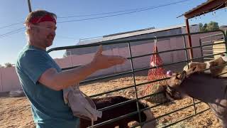 The Mental Game: Happy Hooves Arizona! Focus on Gratitude and Miniature Ponies and Donkeys!