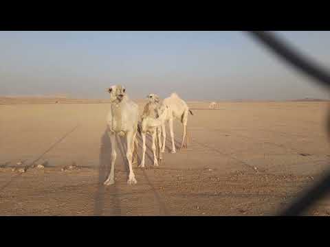Cammelli a sud di Riyadh