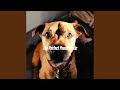Dashing Cool Dog