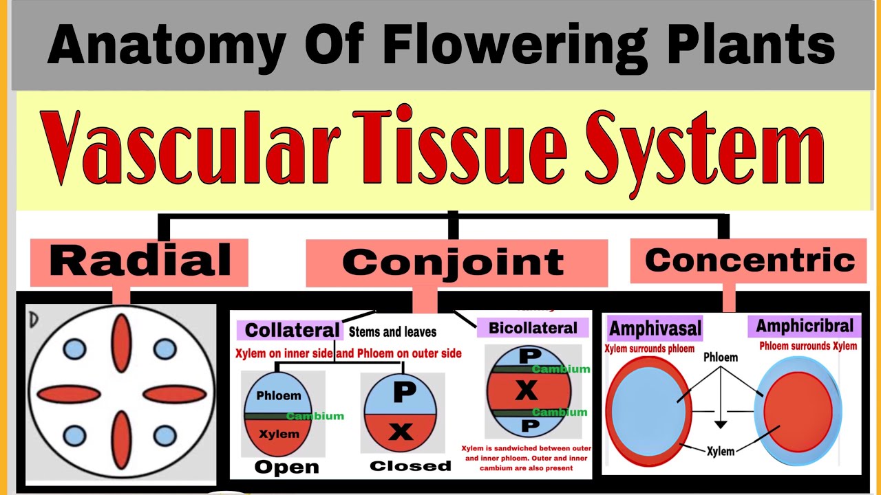 Vascular Tissue System/ Anatomy of flowering plants / class 11/ Biology/ by Neerja