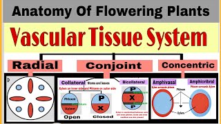 Vascular Tissue System/ Anatomy of flowering plants / class 11/ Biology/ by Neerja