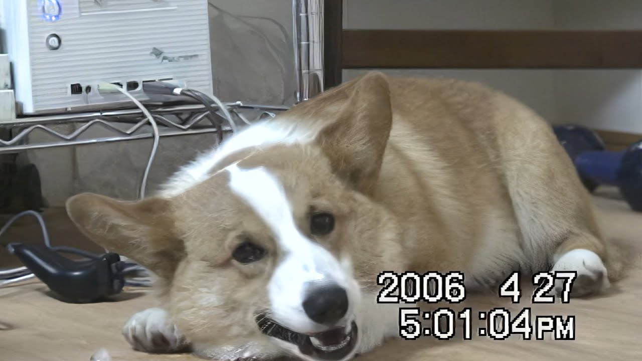 Goro eats cubic ice 氷を食べるゴローさん 20060427