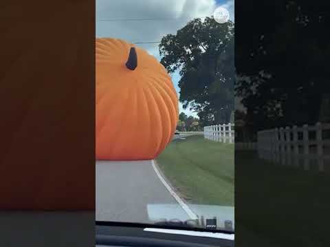 Runaway giant pumpkin rolls across road