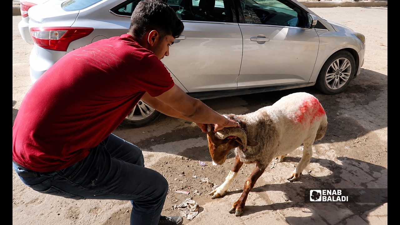 أضاحي العيد في داريا.. طقس مستمر رغم الغلاء