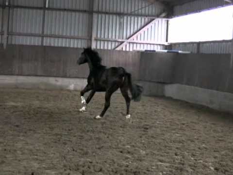 2008 Contendro II Stallion