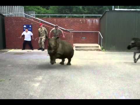 Zoo animals escape - Osborne School, Winchester 2014