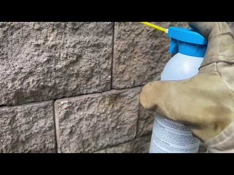 Yellow Jackets Nesting in the Gaps of the Retention Wall in Windsor, NJ