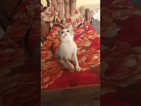 Animal lover #dance #attitude #explore #dj #action #royal #instagram #subscribe