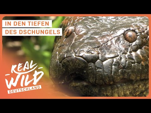 Die gefährlichsten Tiere im Dschungel | Doku