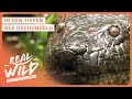Die Gefährlichsten Tiere Im Dschungel Doku