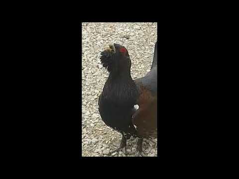 "Hull" metsis Valgamaal