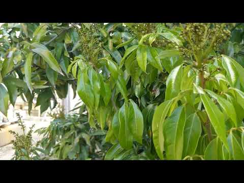 Sweetheart Lychee in Bloom!