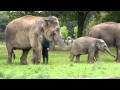 Elephant Trumpet