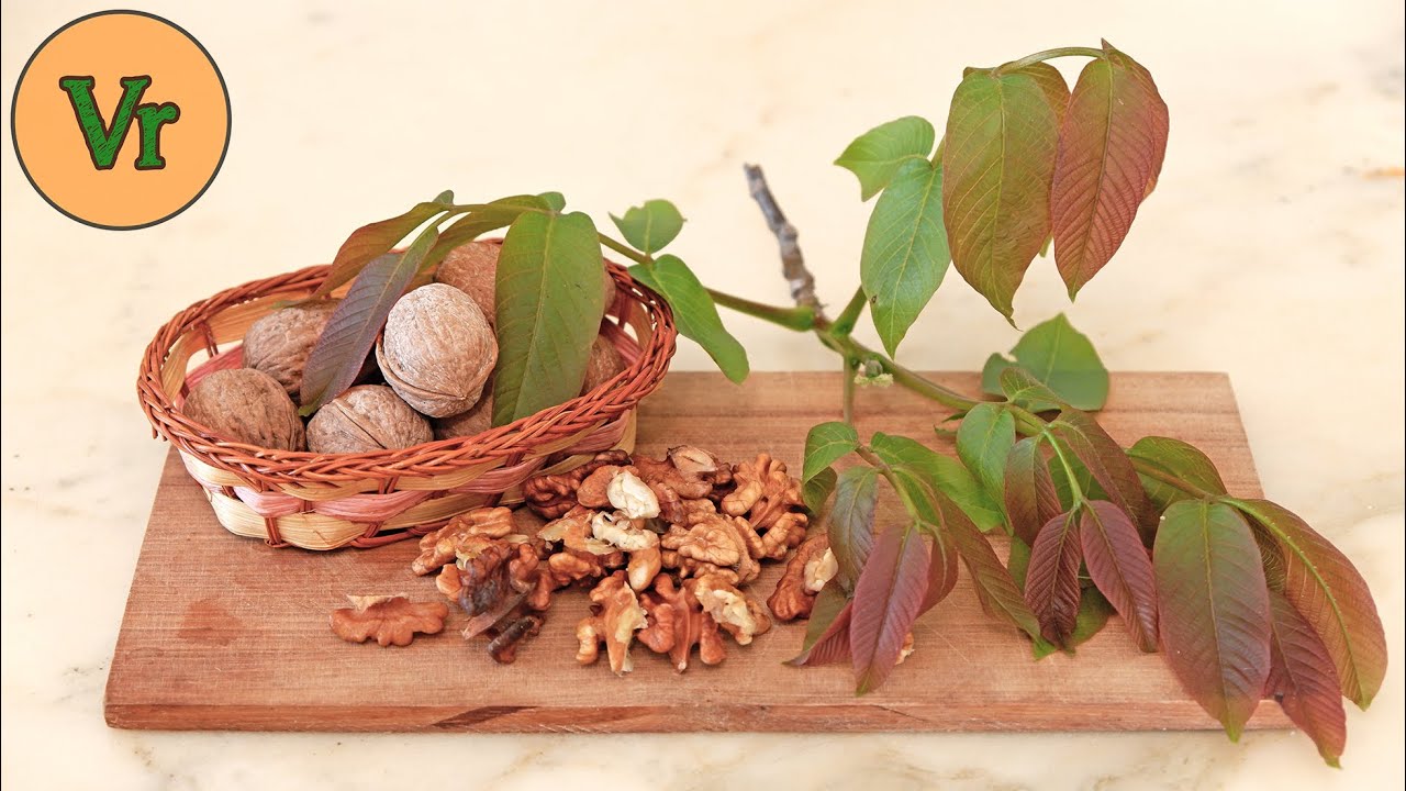 Comment décortiquer des noix facilement | Méthode simple et rapide