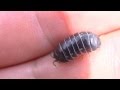 Pill Bug