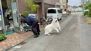病院にビビり散らかす超大型犬【誰か助けて編】