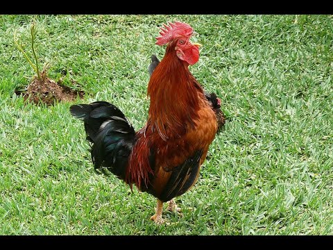 Rooster Crowing Sounds Effect this will make other Rooster Crow!