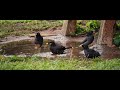 Myna