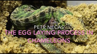 THE EGG LAYING PROCESS IN CHAMELEONS