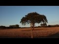 Os Velhos - Estrada Branca