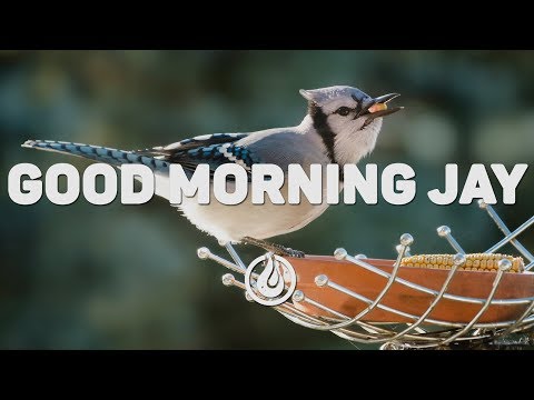 TastyTreat x Claire Ridgely - Good Morning Jay [Lyrics Video] ♪