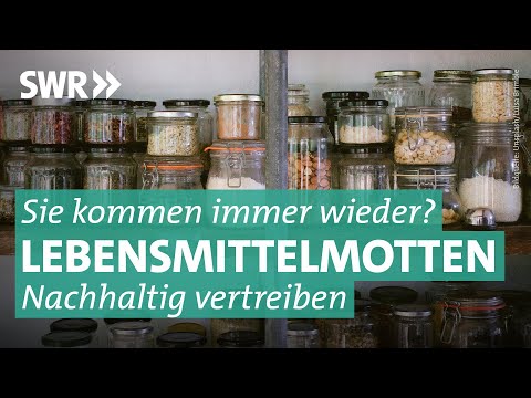 Lebensmittelmotten in der Küche – so wird man sie wieder los | Marktcheck SWR