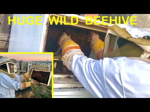 MASSIVE Wild Beehive Transfer to Box Hive (Relocate for Honey)