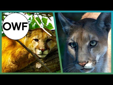 Cougar & Panther: What's The Difference? One Wild Fact | Earth Unplugged