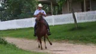 Peruvian Paso Gait - Meramec Farm Cabins and Gaited Breeds Trail Rides