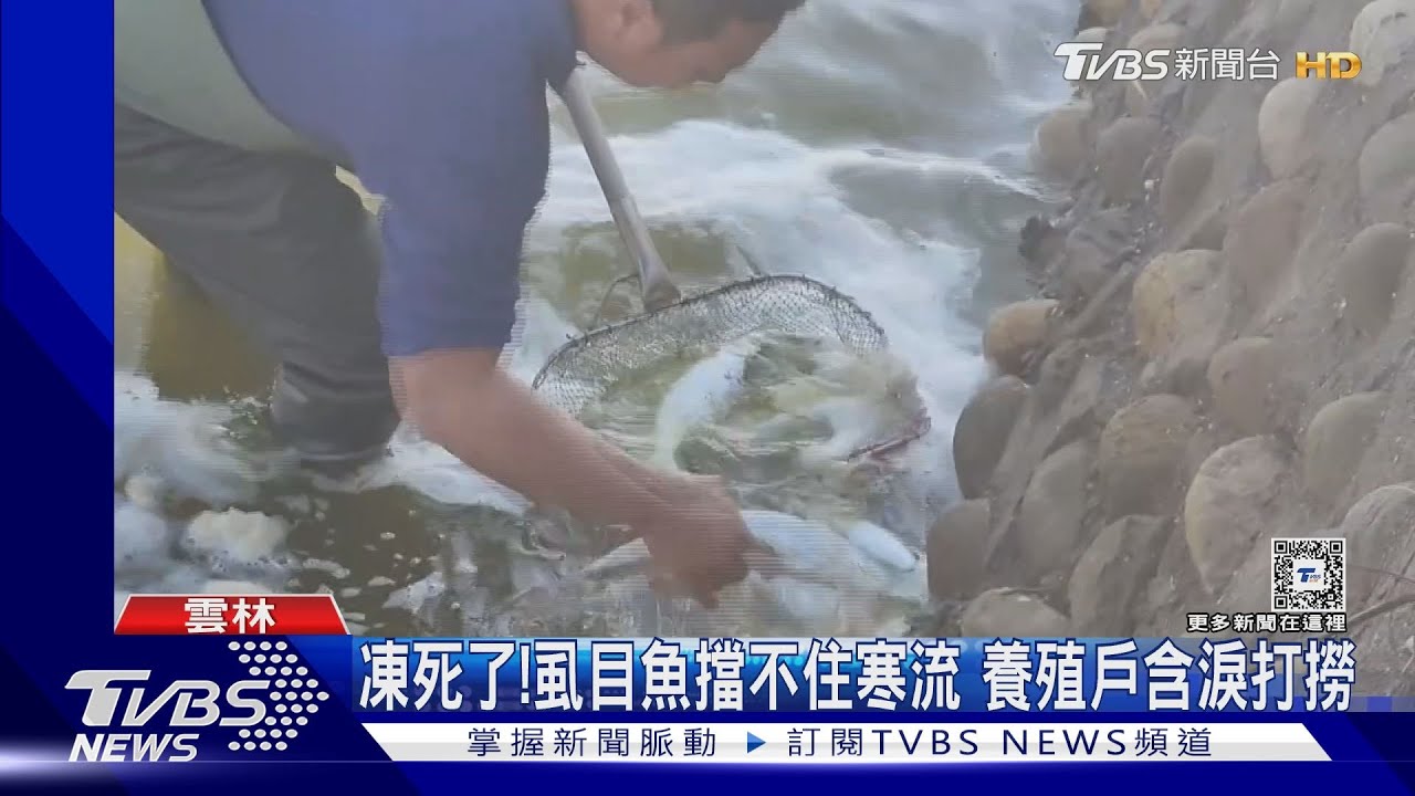 凍死了!虱目魚擋不住寒流 養殖戶含淚打撈