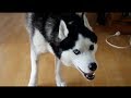 Snow: The Breakdancing Husky! 