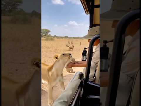 🦁 ¡La Leona LO ENTREGA para SALVARLO de las Hienas! 😱 #AI, #InteligenciaArtificial