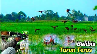 Download lagu Belibis kembangnya turun terus mp3