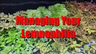 Limnophilia in Your Aquarium